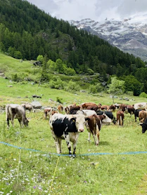 herd of cows on green grass field during daytime