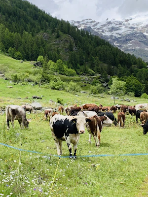 herd of cows on green grass field during daytime