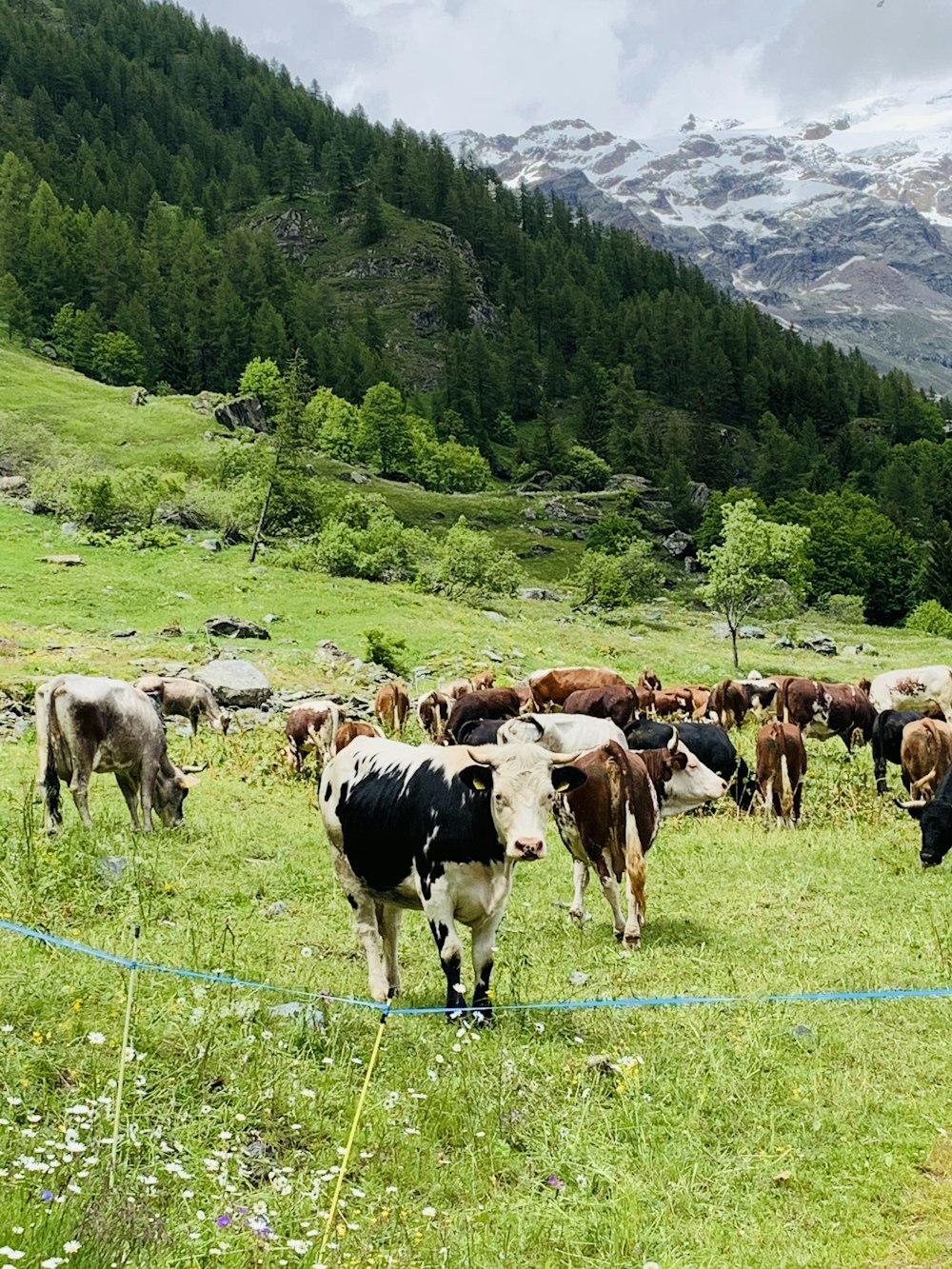 herd of cows on green grass field during daytime