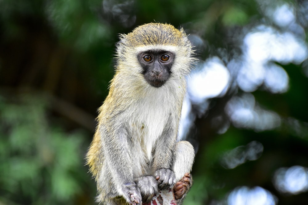 brown and white monkey on tree branch during daytime