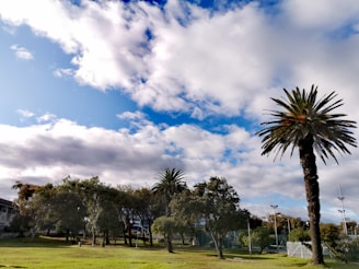 A serene park featuring diverse plants and trees under a clear blue sky.