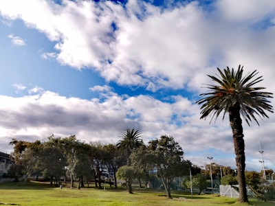 A serene park featuring diverse plants and trees under a clear blue sky.