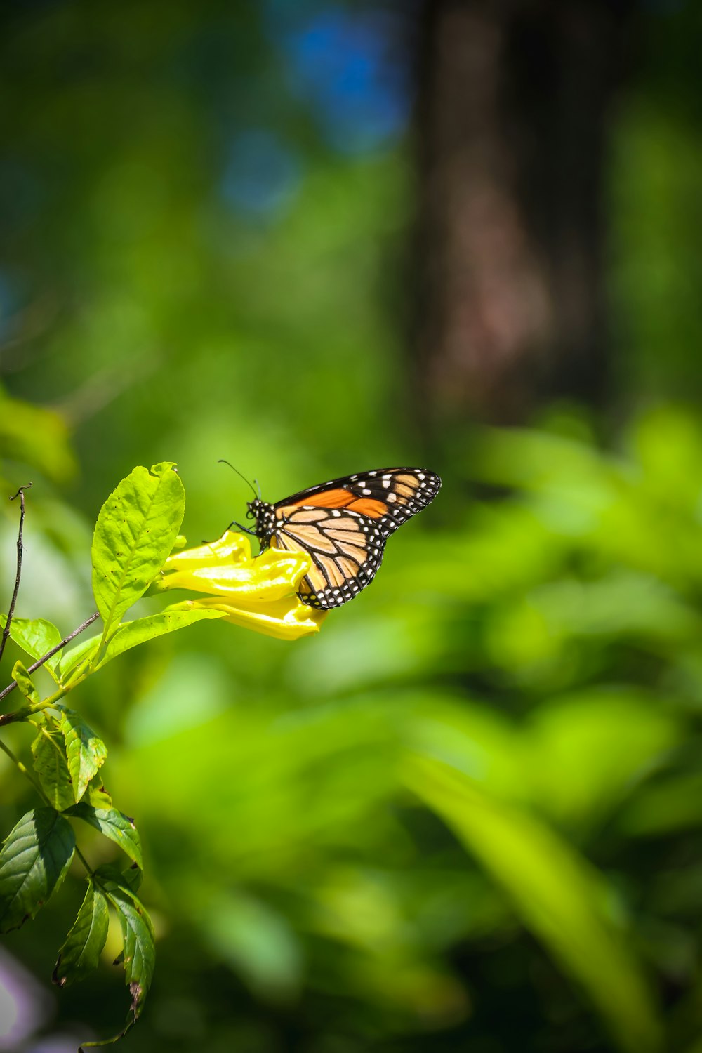 Monarch butterfly perched on yellow flower in close up photography ...