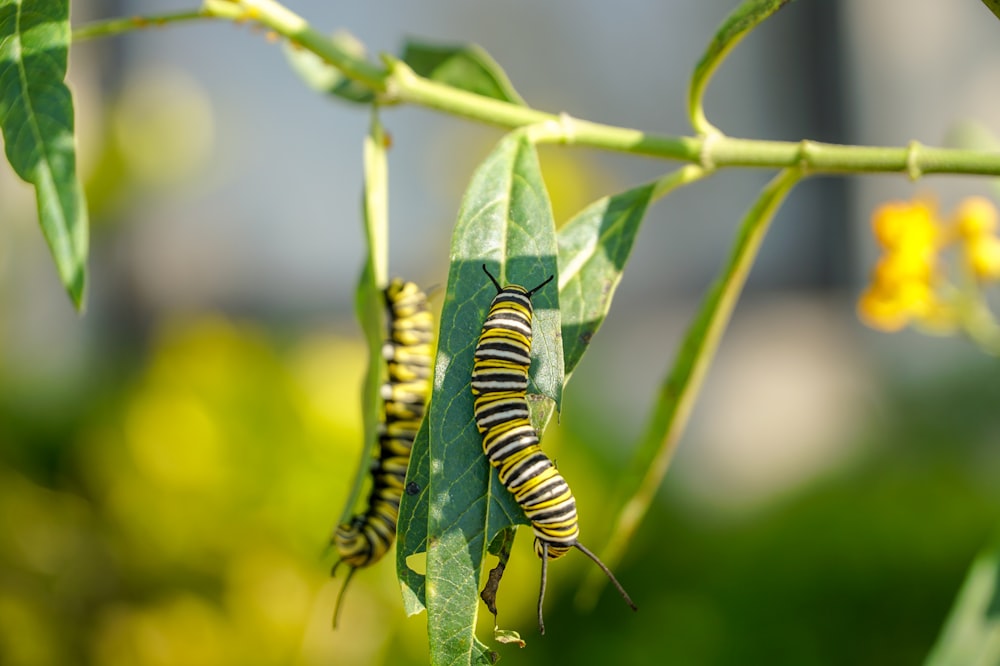 green and black caterpillar on green leaf