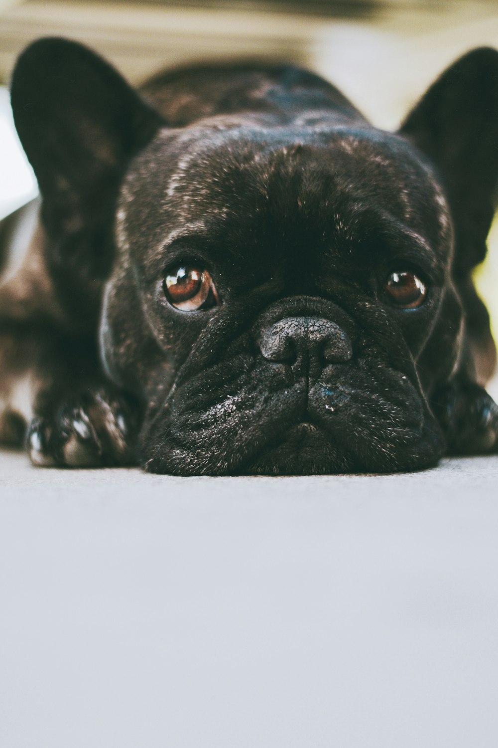black french bulldog puppy lying on white textile