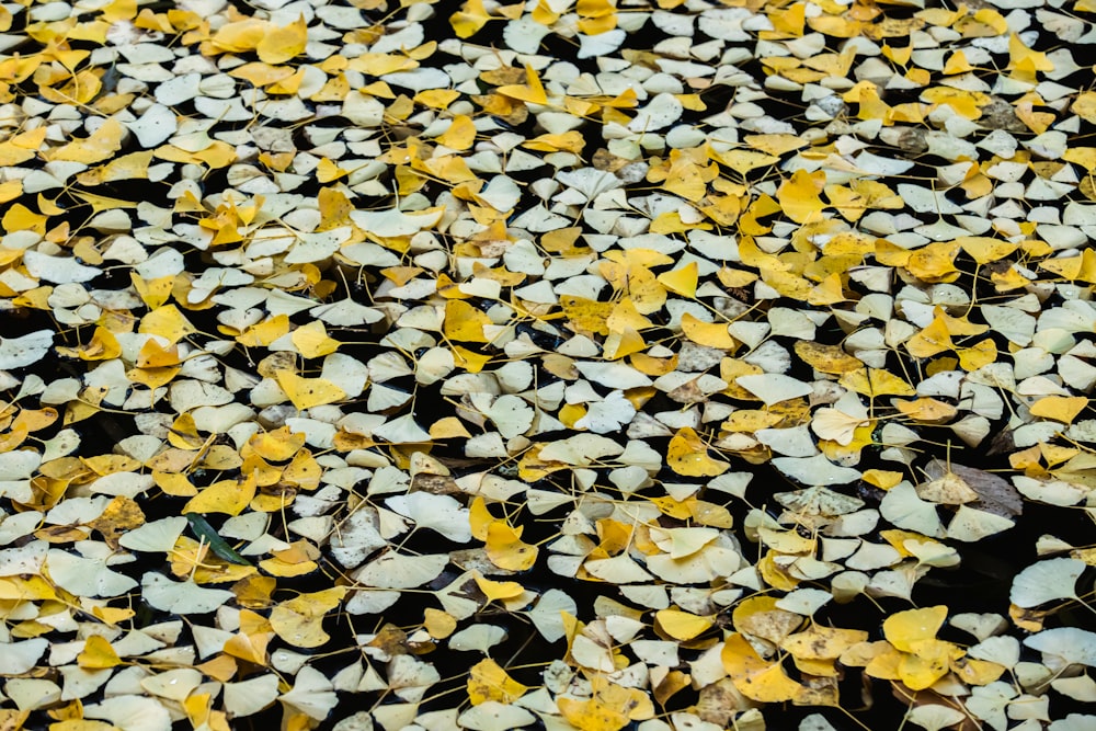 yellow and brown leaves on ground