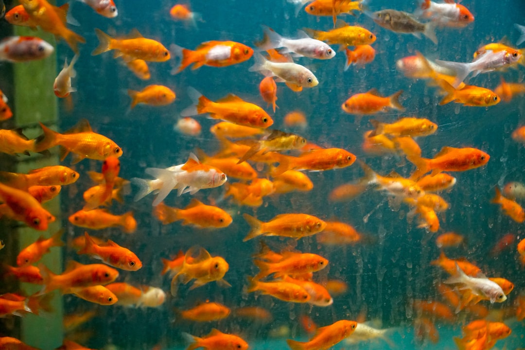 orange and white fish in fish tank