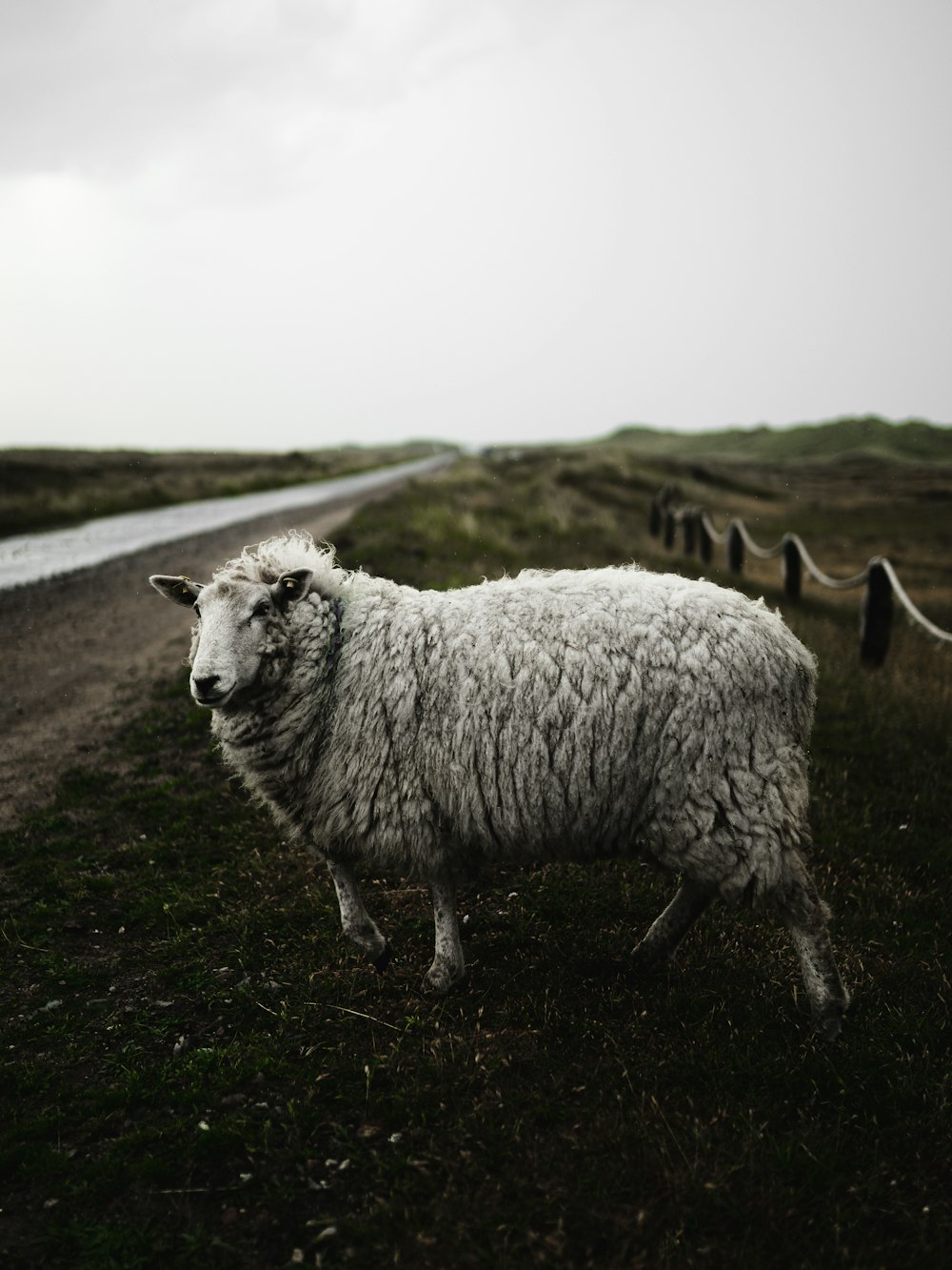 white sheep on green grass field during daytime