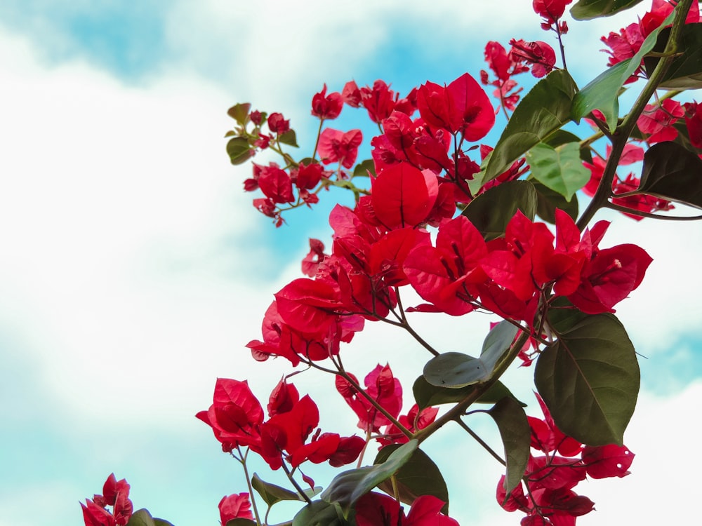 rote Blüten mit grünen Blättern unter weißen Wolken und blauem Himmel tagsüber