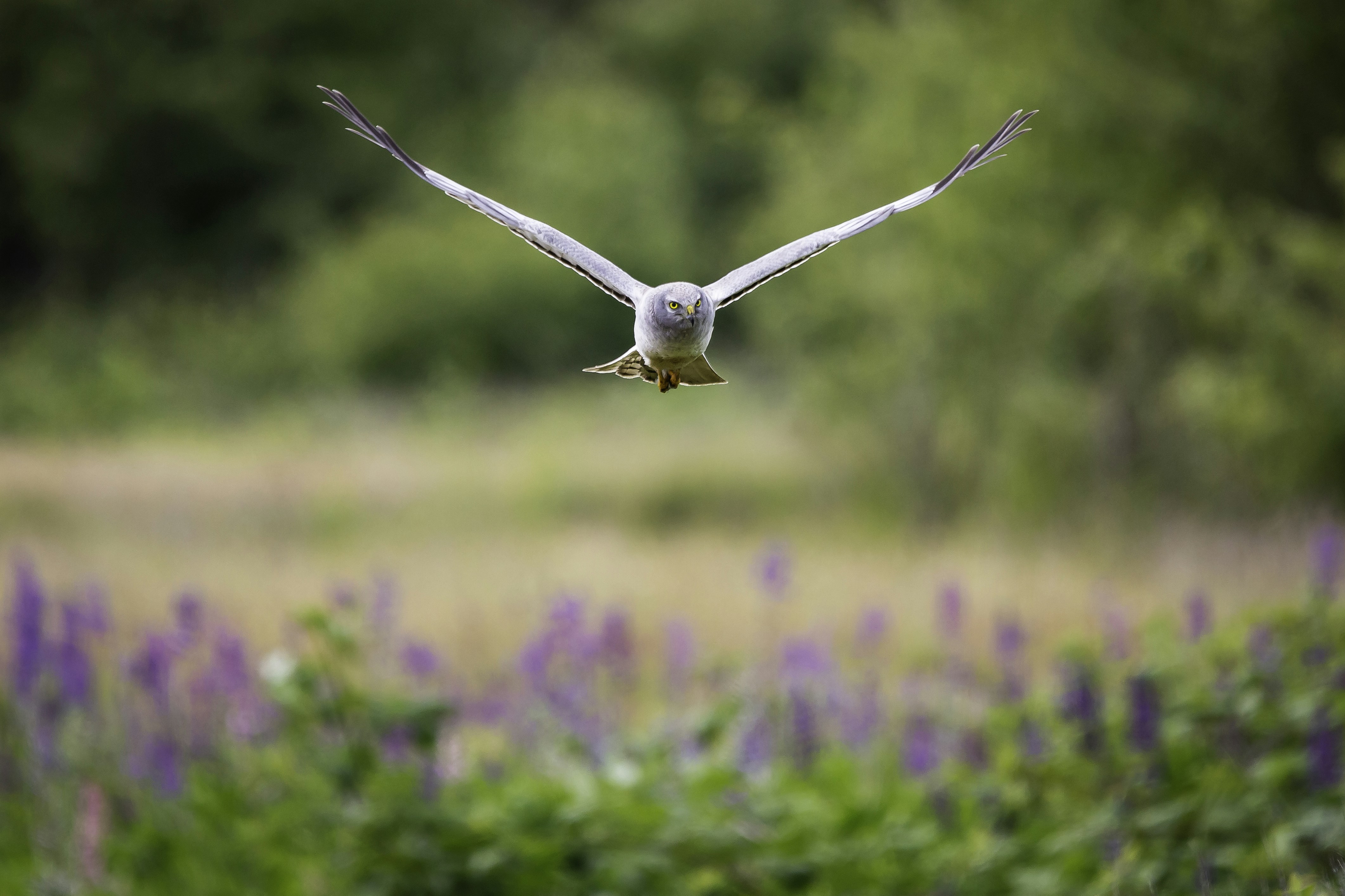 white bird flying over purple flower field during daytime, Northern Harrier.
