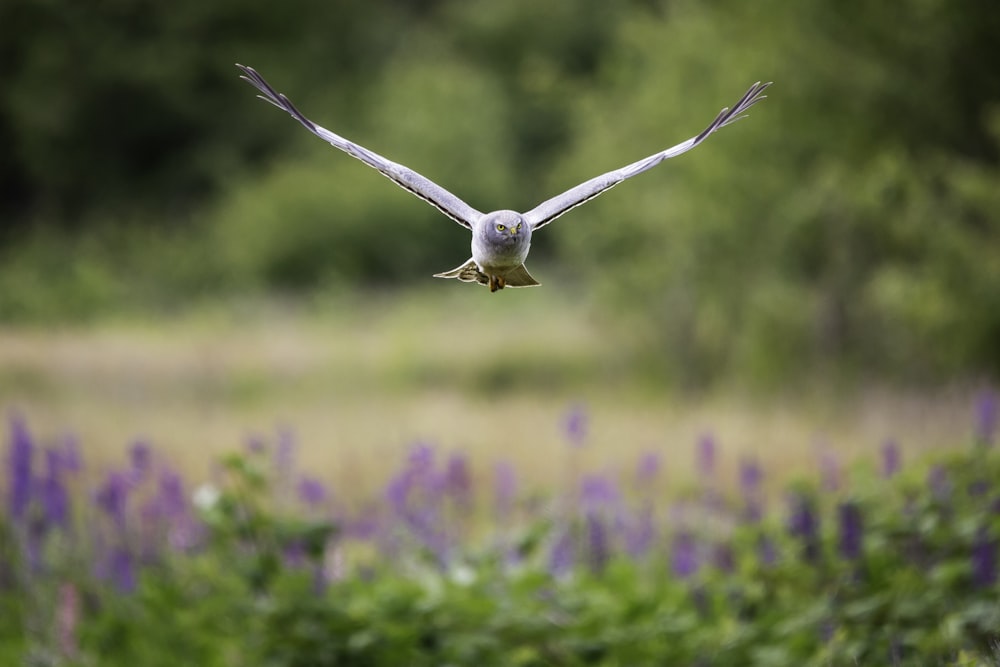 昼間、紫色の花畑の上を飛ぶ白い鳥