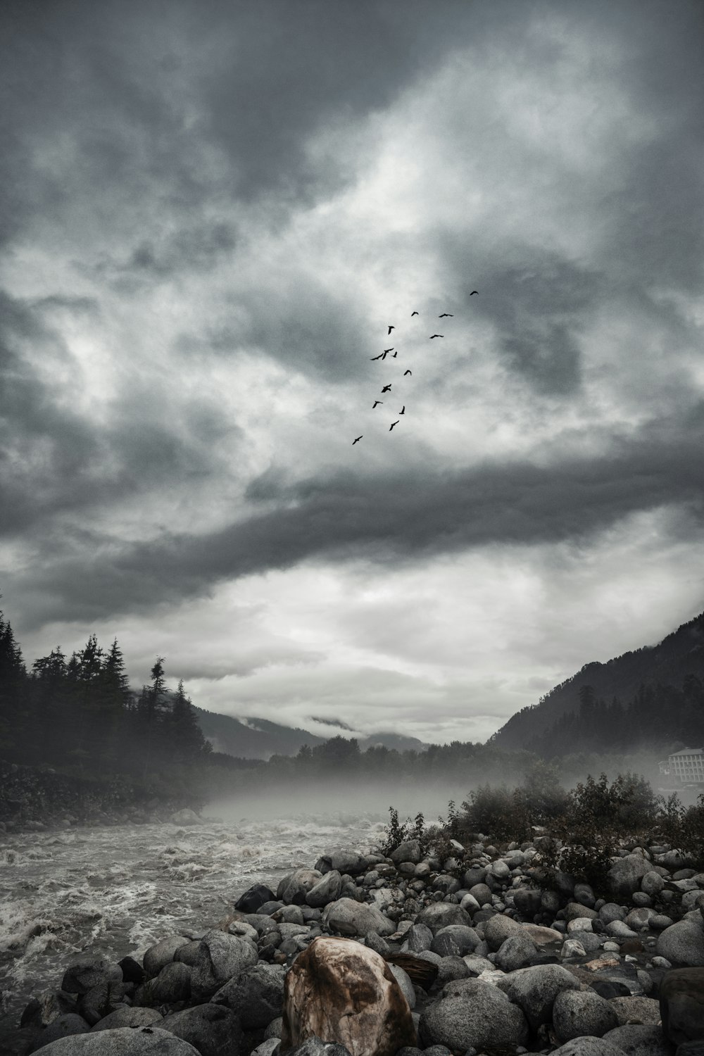 birds flying over the trees and mountains during daytime