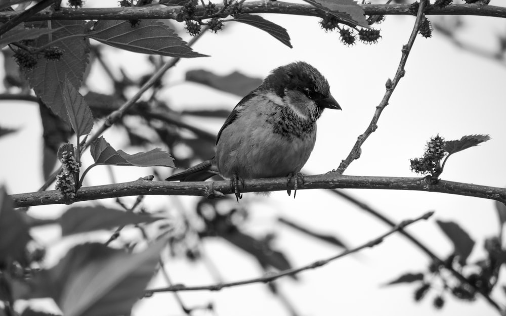 grayscale photo of bird on tree branch