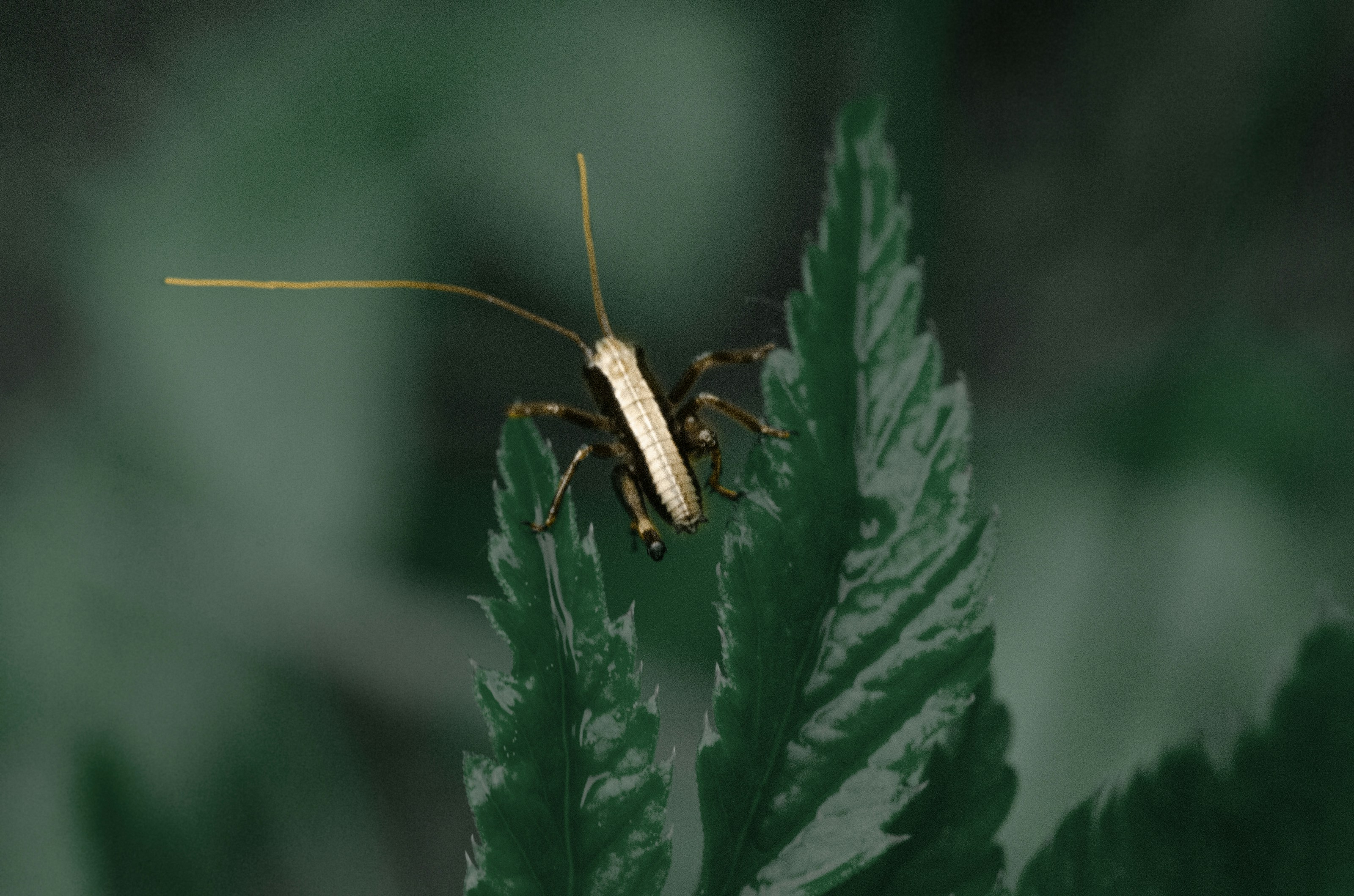 brown and black grasshopper on green leaf