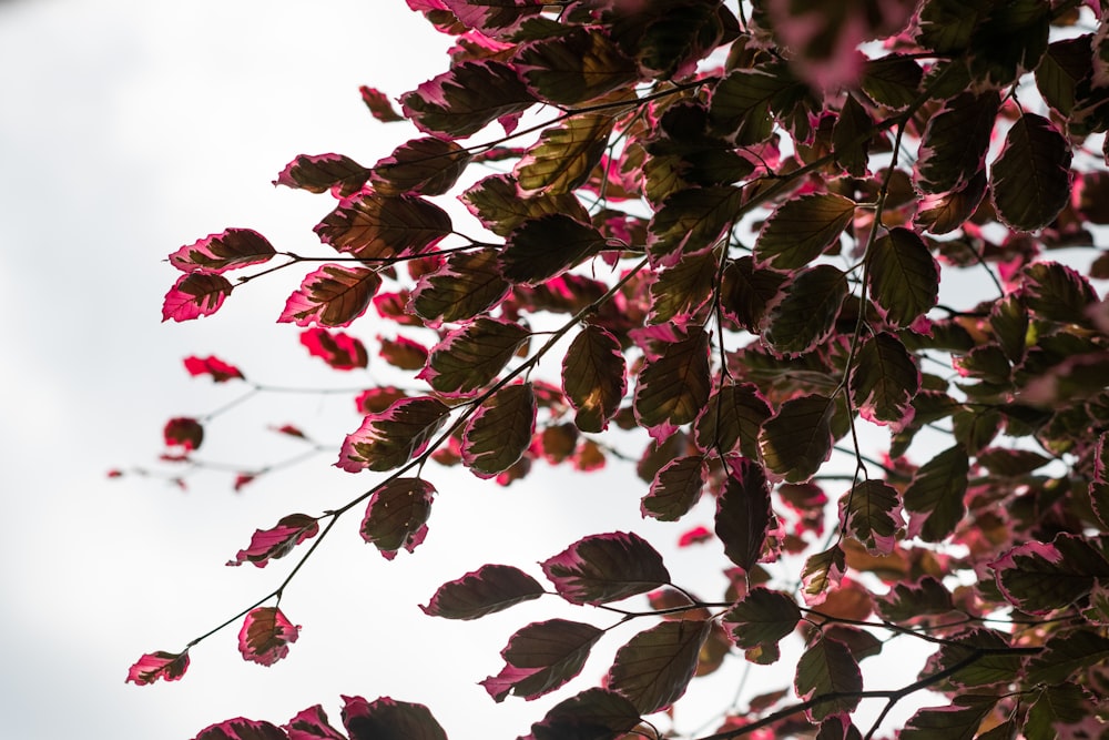 pink and white leaves during daytime