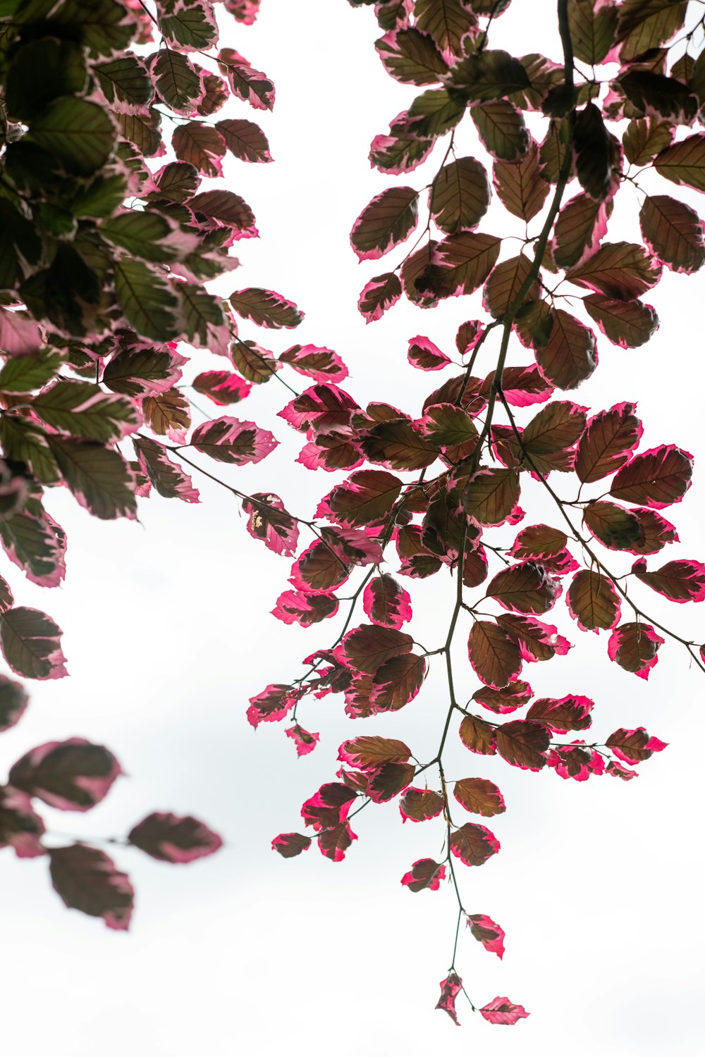 pink and white flowers under white sky