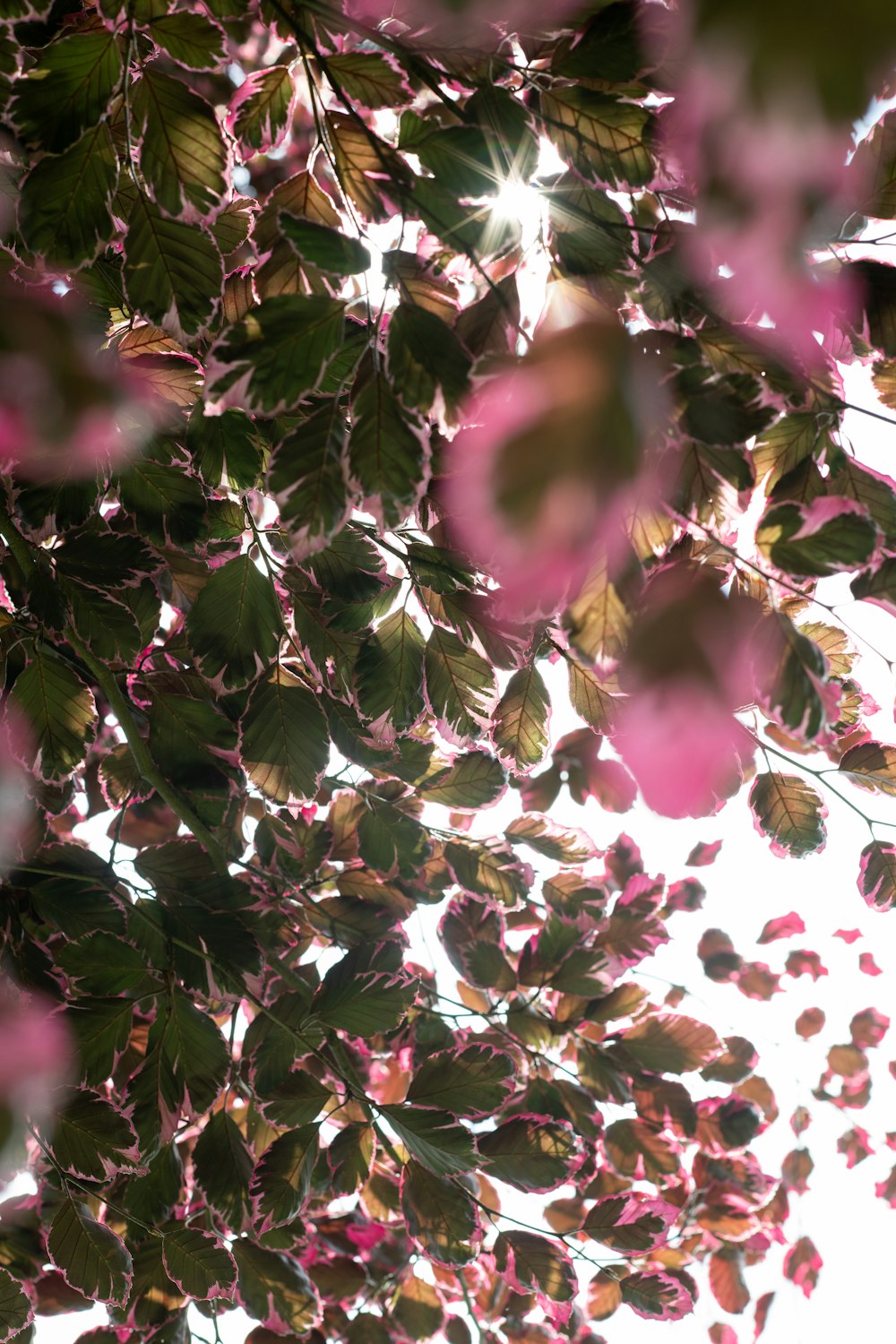 purple and white flowers during daytime