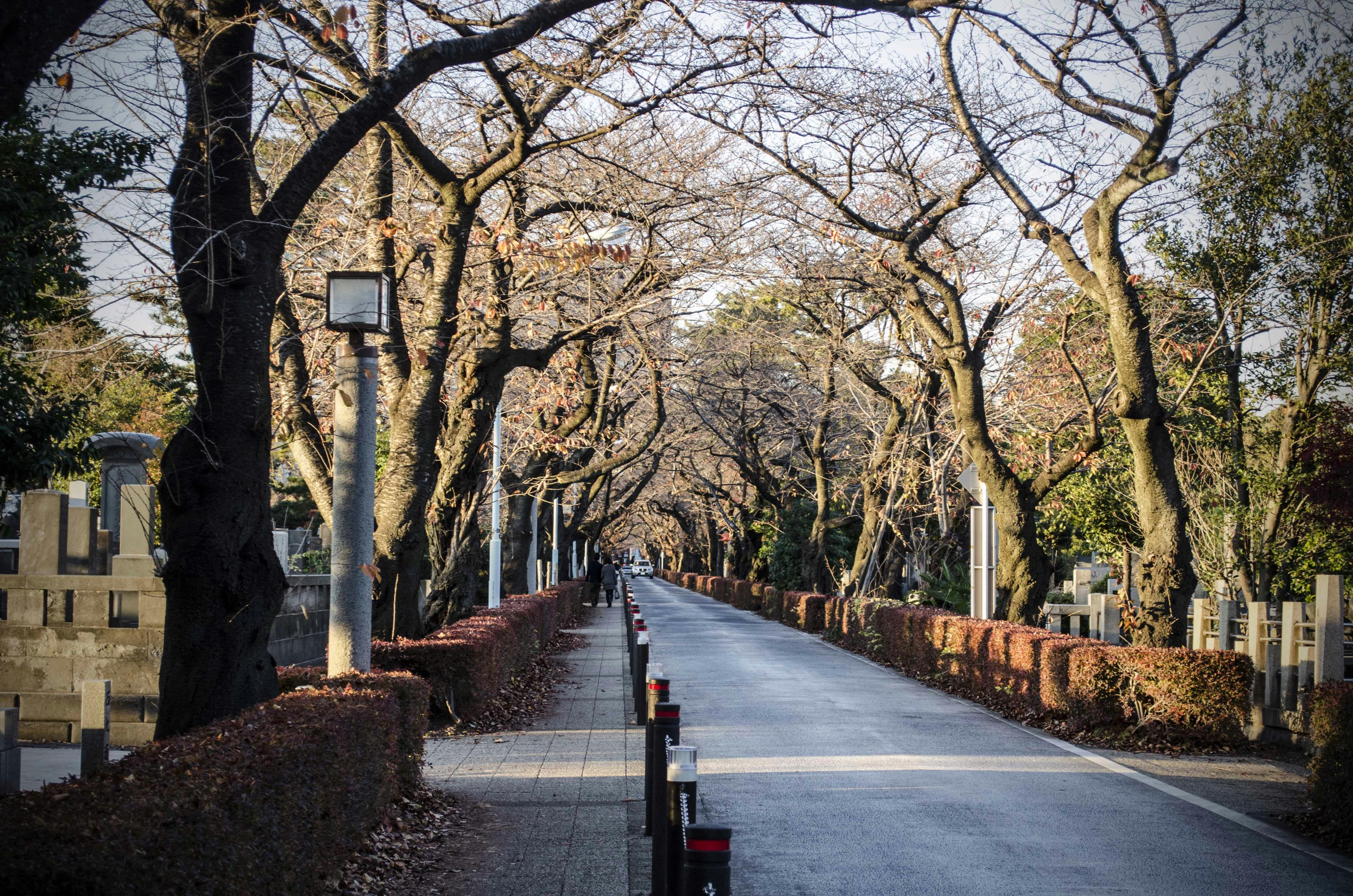 gray concrete road between brown trees during daytime