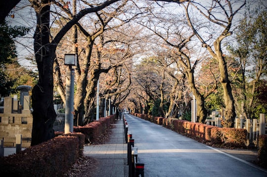 gray concrete road between brown trees during daytime in Tokyo Japan