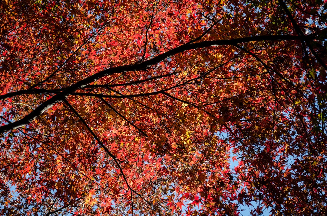 Northern hardwood forest photo spot Tokyo Japan