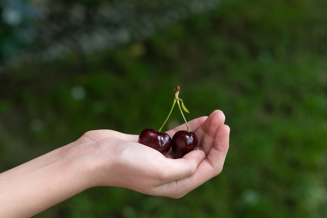 person holding red round fruit
