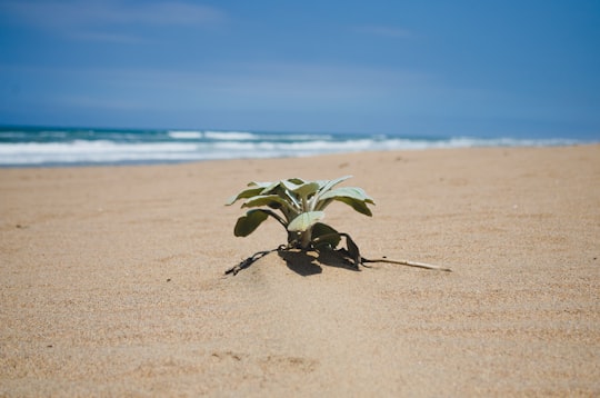 green plant on brown sand near sea during daytime in Durban South Africa