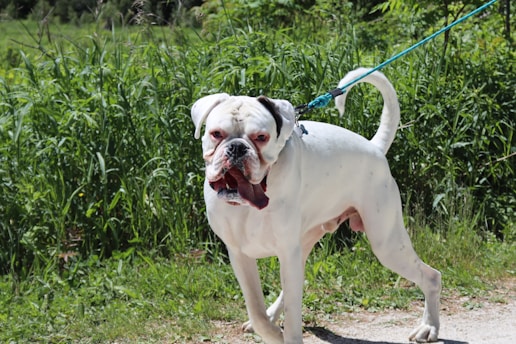 A white dog with a broad, stocky build is standing on a path and is being held on a blue leash. The dog has a wrinkled face, floppy ears, and appears to be panting with its tongue out. Lush green foliage and grass fill the background, suggesting a natural outdoor setting.