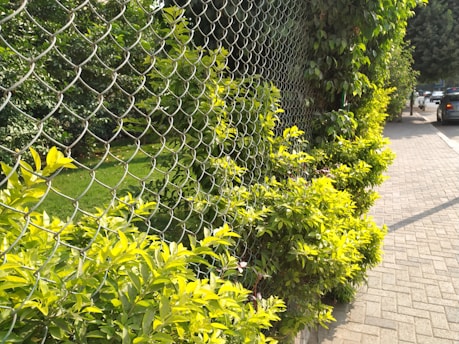 A metal chain-link fence with green foliage growing alongside it. Bright sunlight highlights the vibrant green leaves of the plants. The fence runs parallel to a paved sidewalk, with trees visible in the distance.