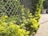 A metal chain-link fence with green foliage growing alongside it. Bright sunlight highlights the vibrant green leaves of the plants. The fence runs parallel to a paved sidewalk, with trees visible in the distance.