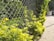 A metal chain-link fence with green foliage growing alongside it. Bright sunlight highlights the vibrant green leaves of the plants. The fence runs parallel to a paved sidewalk, with trees visible in the distance.