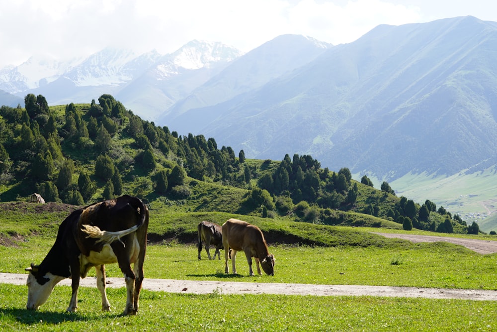 black and white cow on green grass field during daytime