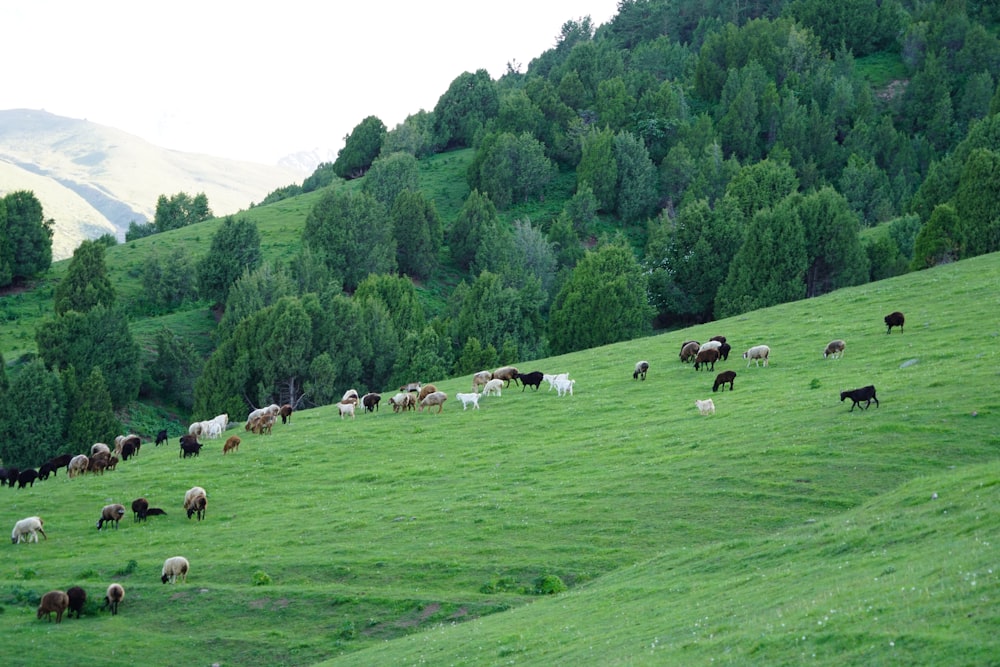 herd of sheep on green grass field during daytime