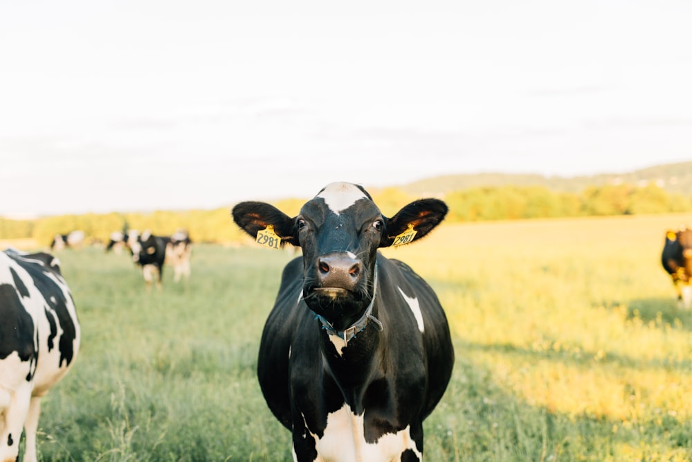 vaca preta no campo verde da grama durante o dia