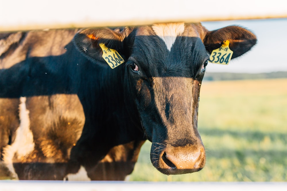 Schwarze Kuh tagsüber auf grünem Grasfeld