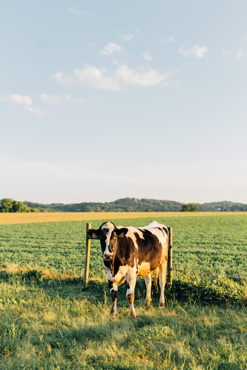 cow in a field in Lancaster, Pennsylvania