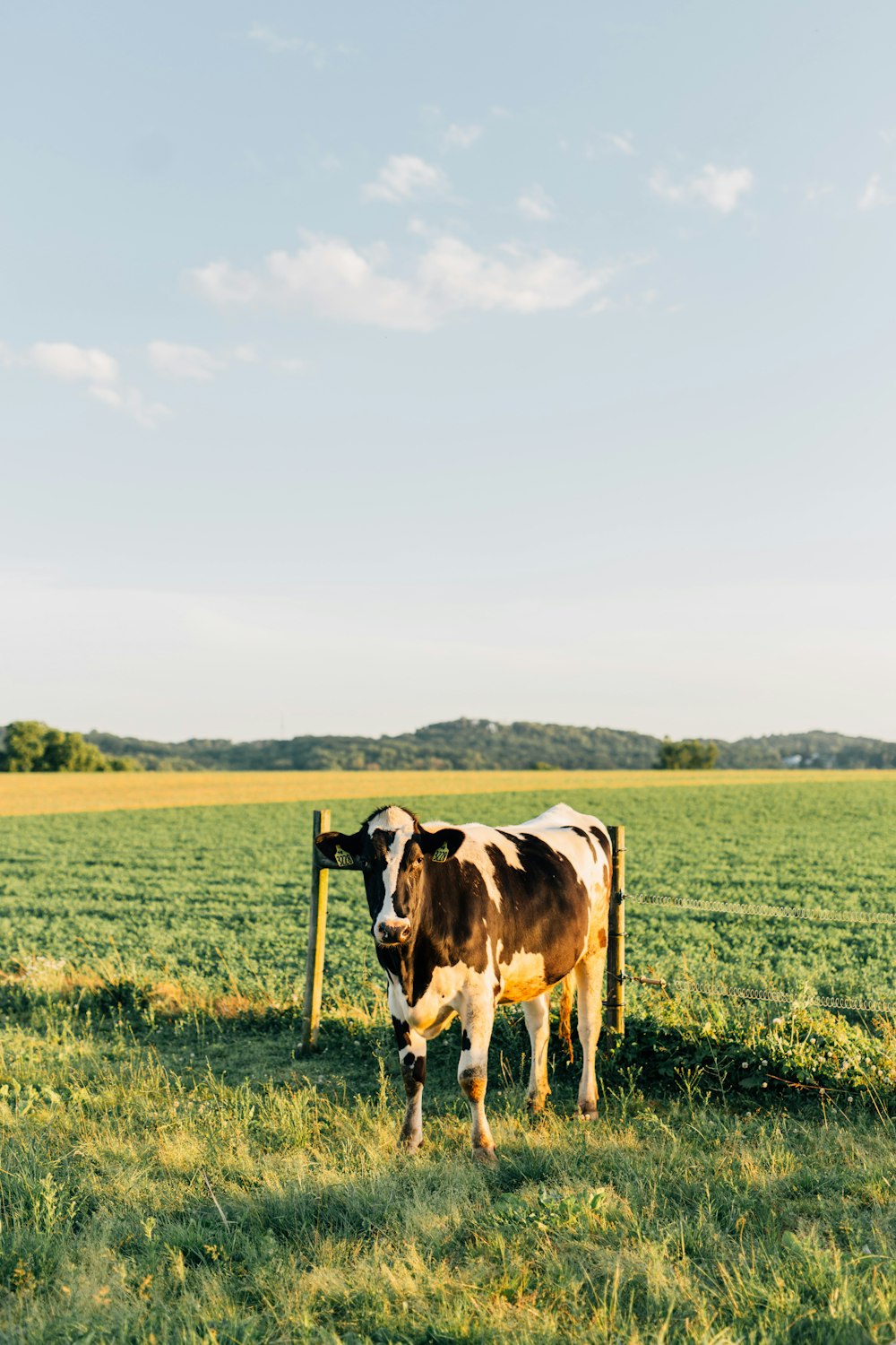 white and brown cow on green grass field under white clouds during daytime