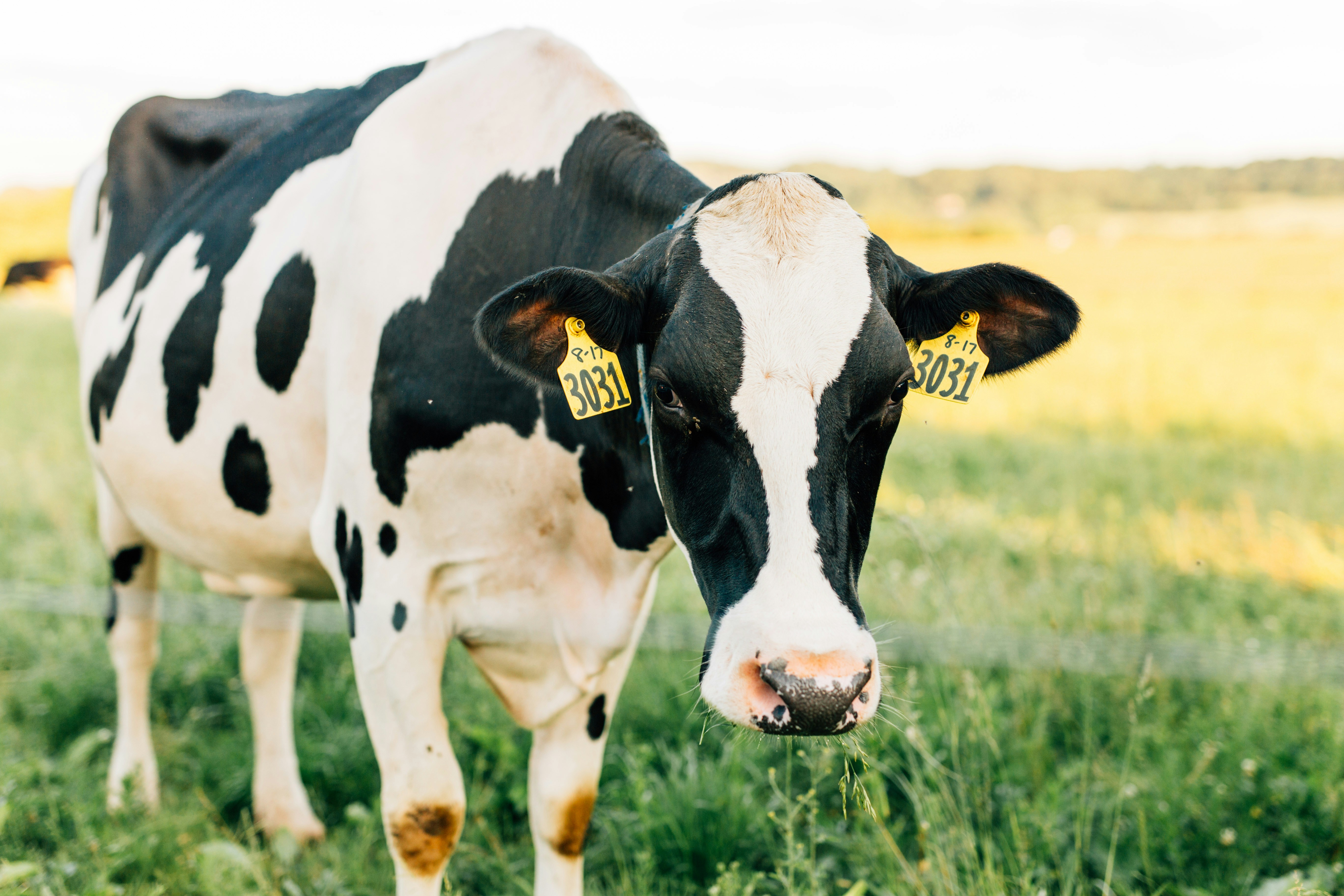 white and black cow on green grass field during daytime