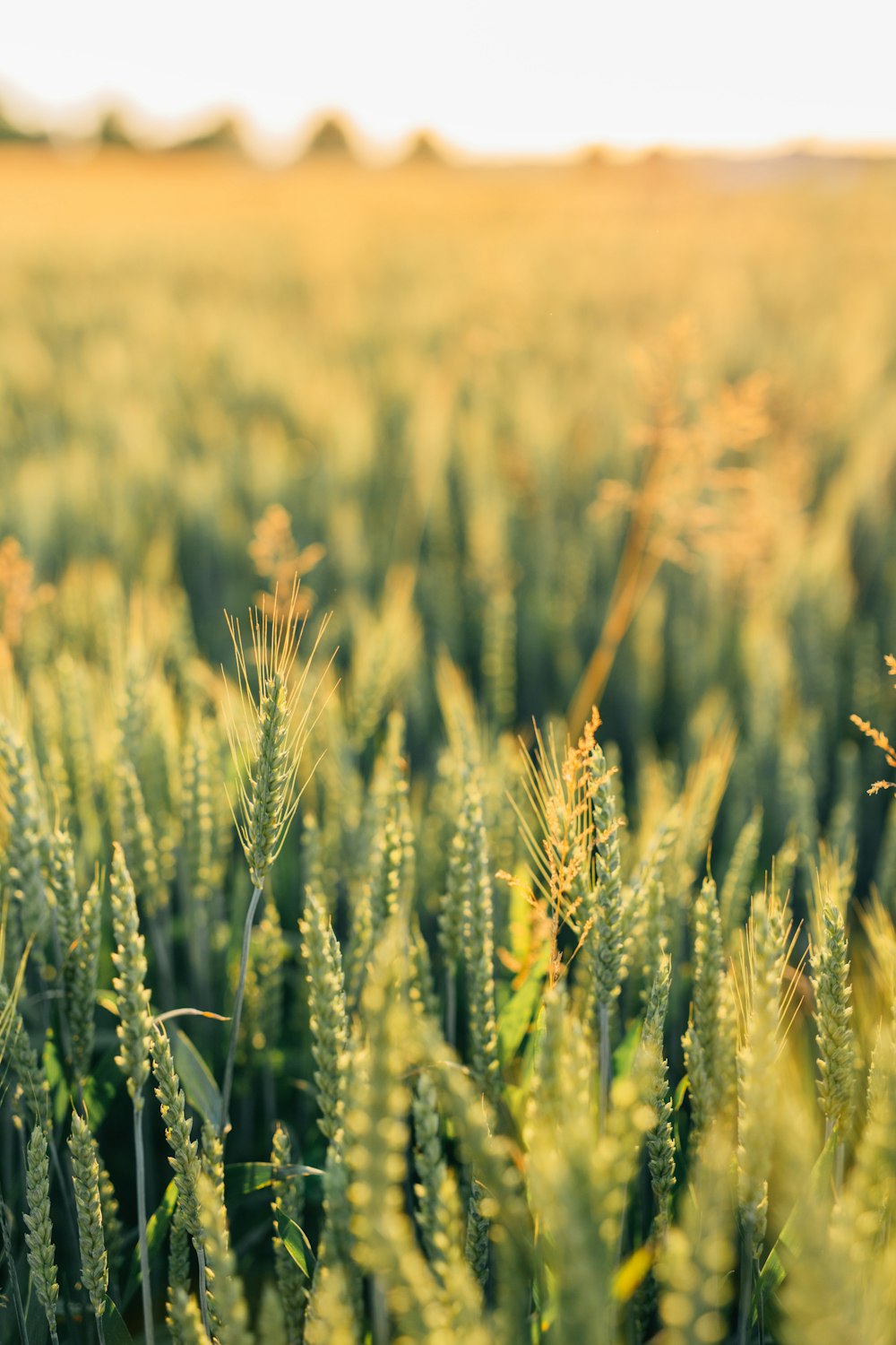 wheat field during day time