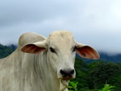 Generations of Brahman cattle lined up, highlighting the farm’s breeding excellence.