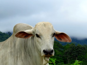 A close-up image of a Brahman cow with prominent ears and a light gray coat is set against a lush green landscape with rolling hills and low clouds.