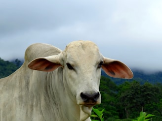 A close-up image of a Brahman cow with prominent ears and a light gray coat is set against a lush green landscape with rolling hills and low clouds.