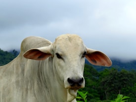 A close-up image of a Brahman cow with prominent ears and a light gray coat is set against a lush green landscape with rolling hills and low clouds.
