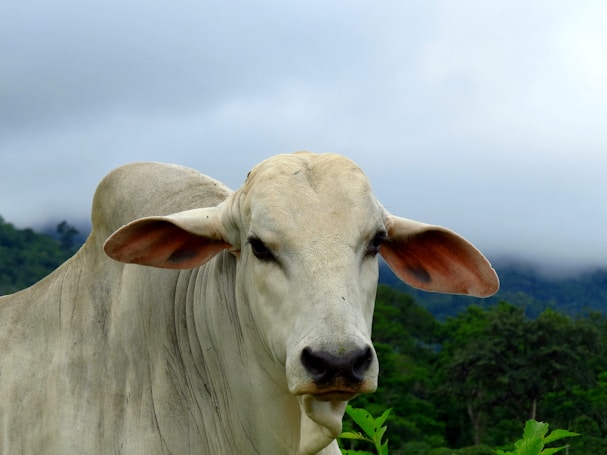 A close-up image of a Brahman cow with prominent ears and a light gray coat is set against a lush green landscape with rolling hills and low clouds.