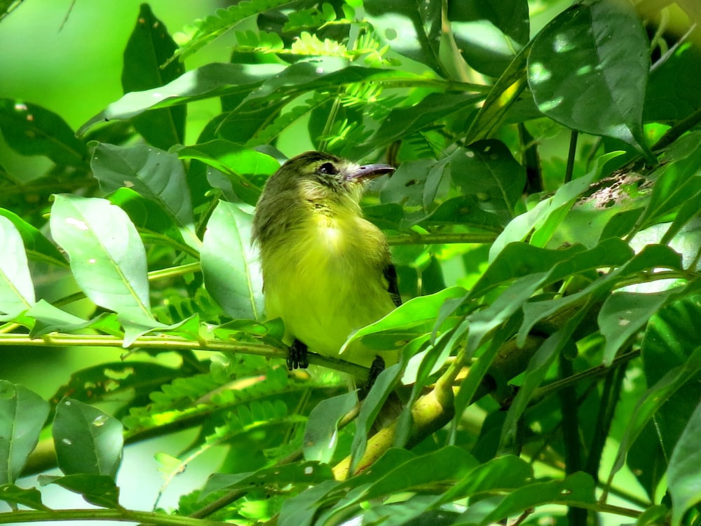 yellow and black bird on green tree branch