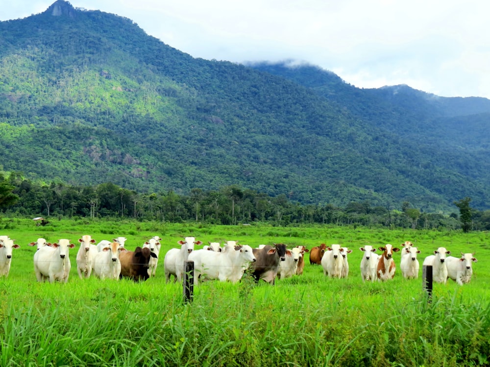 herd of white and black cow on green grass field during daytime