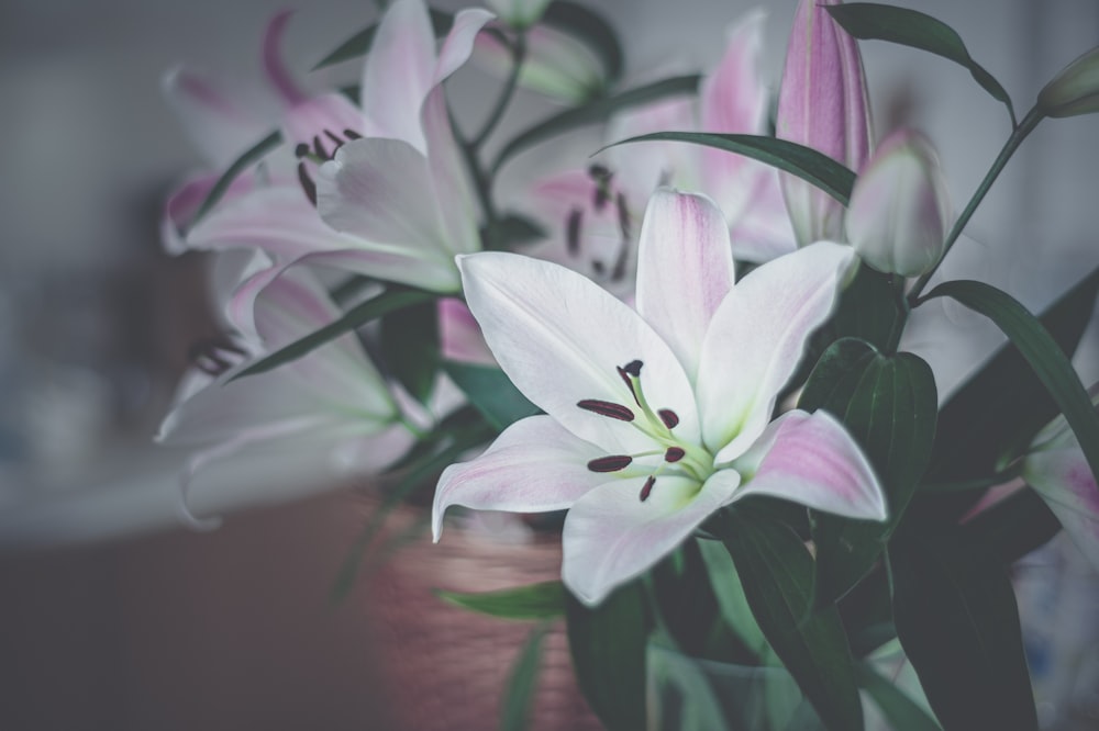 white lily in bloom close up photo