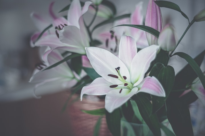 Lilies