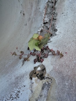 A small plant with green leaves and reddish stems grows out of a crack in a concrete surface. The plant seems to be thriving despite the harsh environment, surrounded by rough and gritty textures on the concrete.