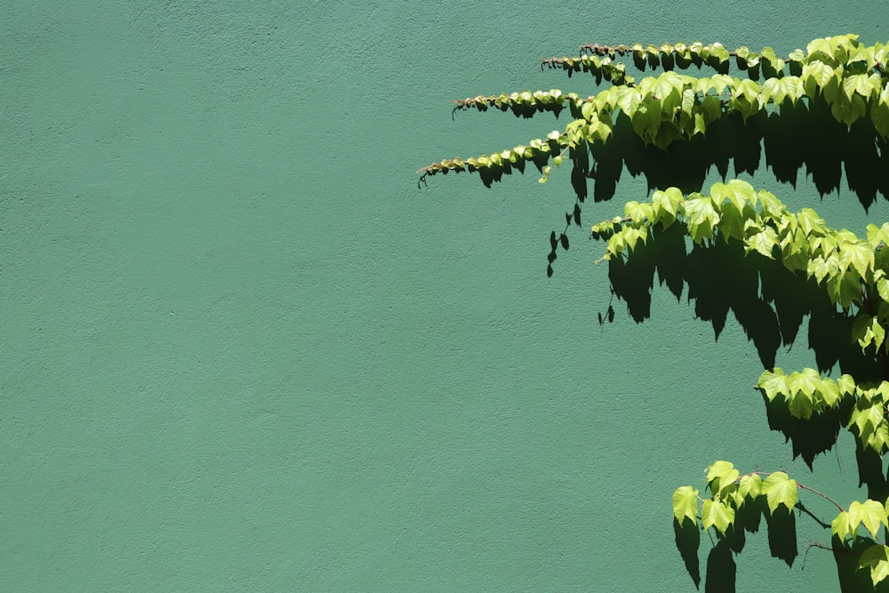 green plant on blue painted wall