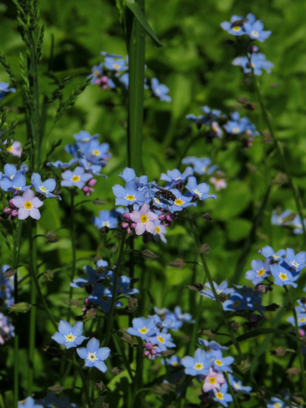 purple and white flowers in tilt shift lens